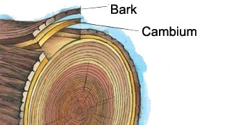 cambium