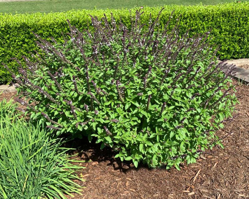 Camphor Basil (Ocimum kilimandscharicum)