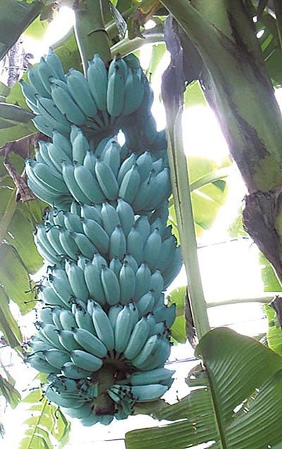 Blue Java Banana