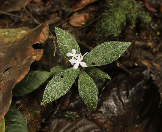 Stenandriopsis guineensis