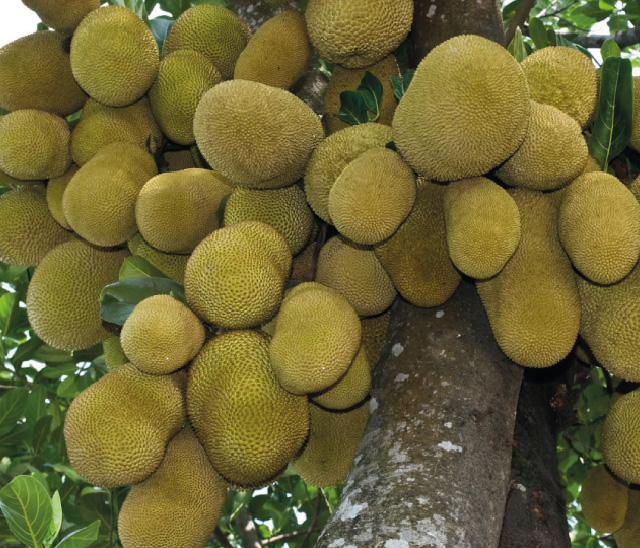 Artocarpus Heterophyllus