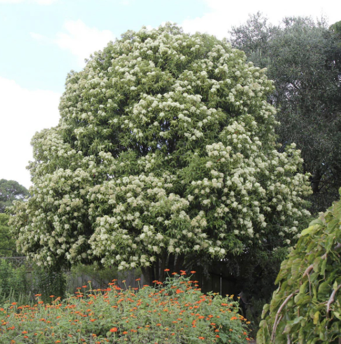 Backhousia citriodora