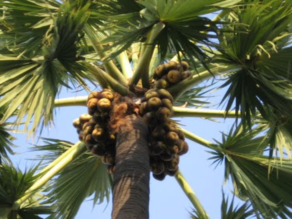 Borassus flabellifer