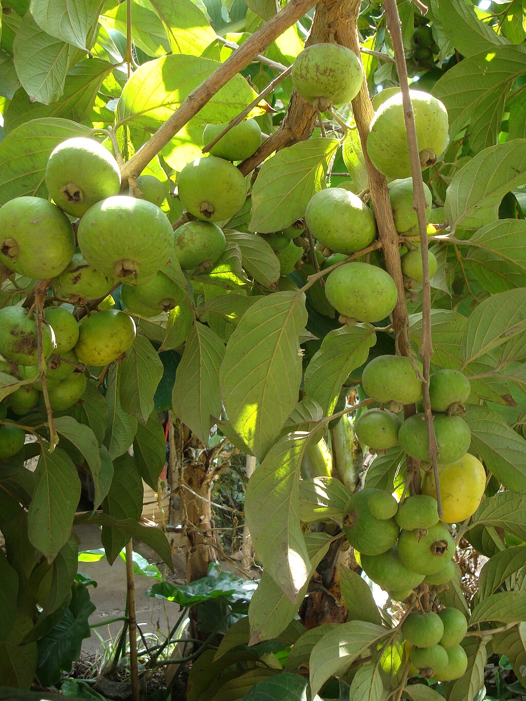 Campomanesia Lineatifolia