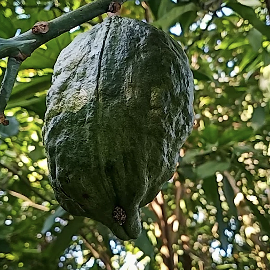 Cola acuminata