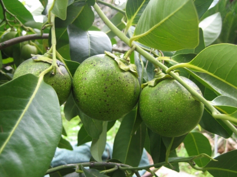 Diospyros digyna