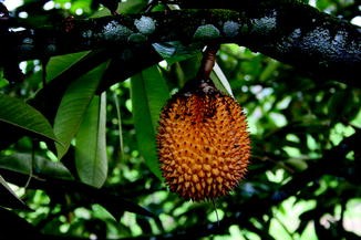Durio kutejensis