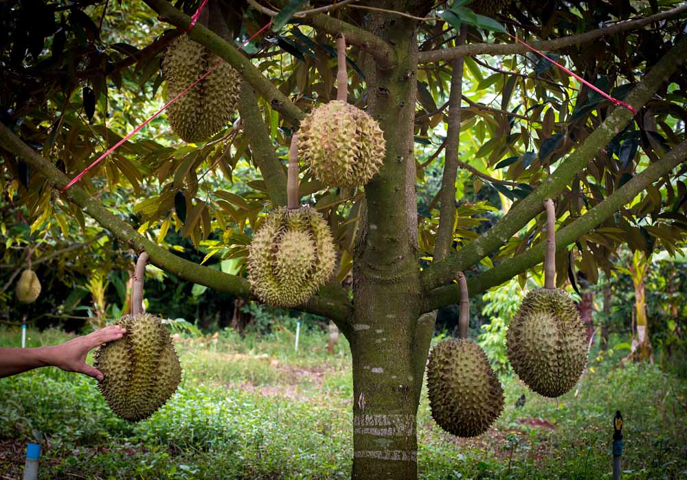 Durio Musang King