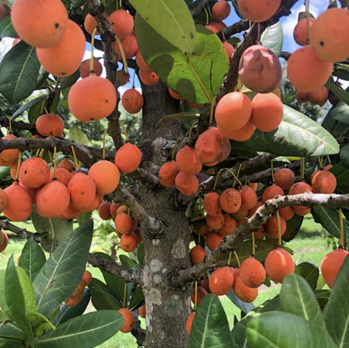 Garcinia livingstonei