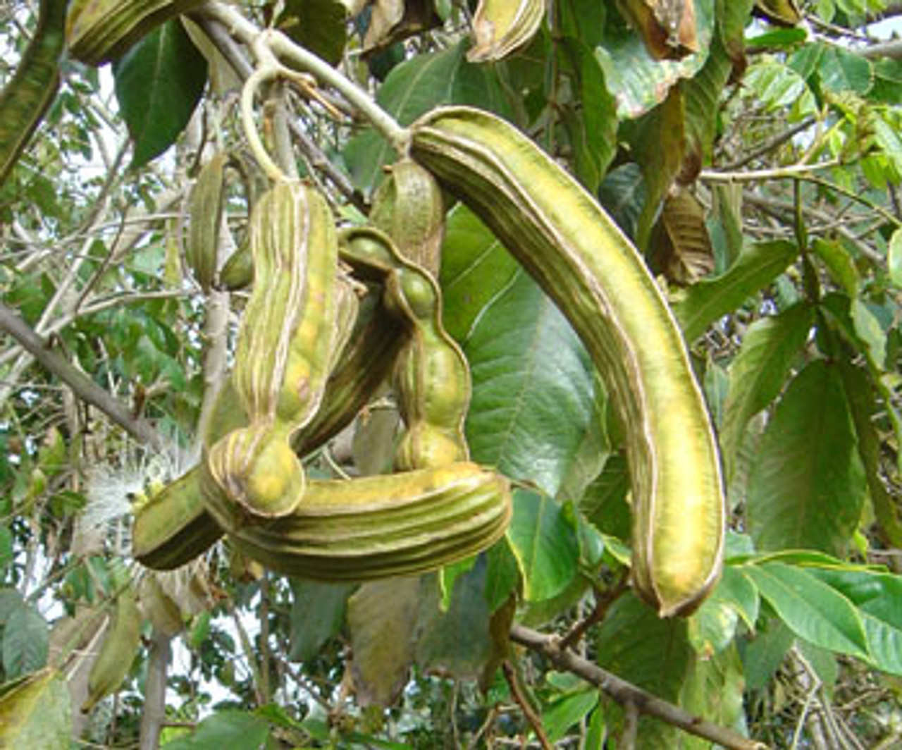 Inga edulis