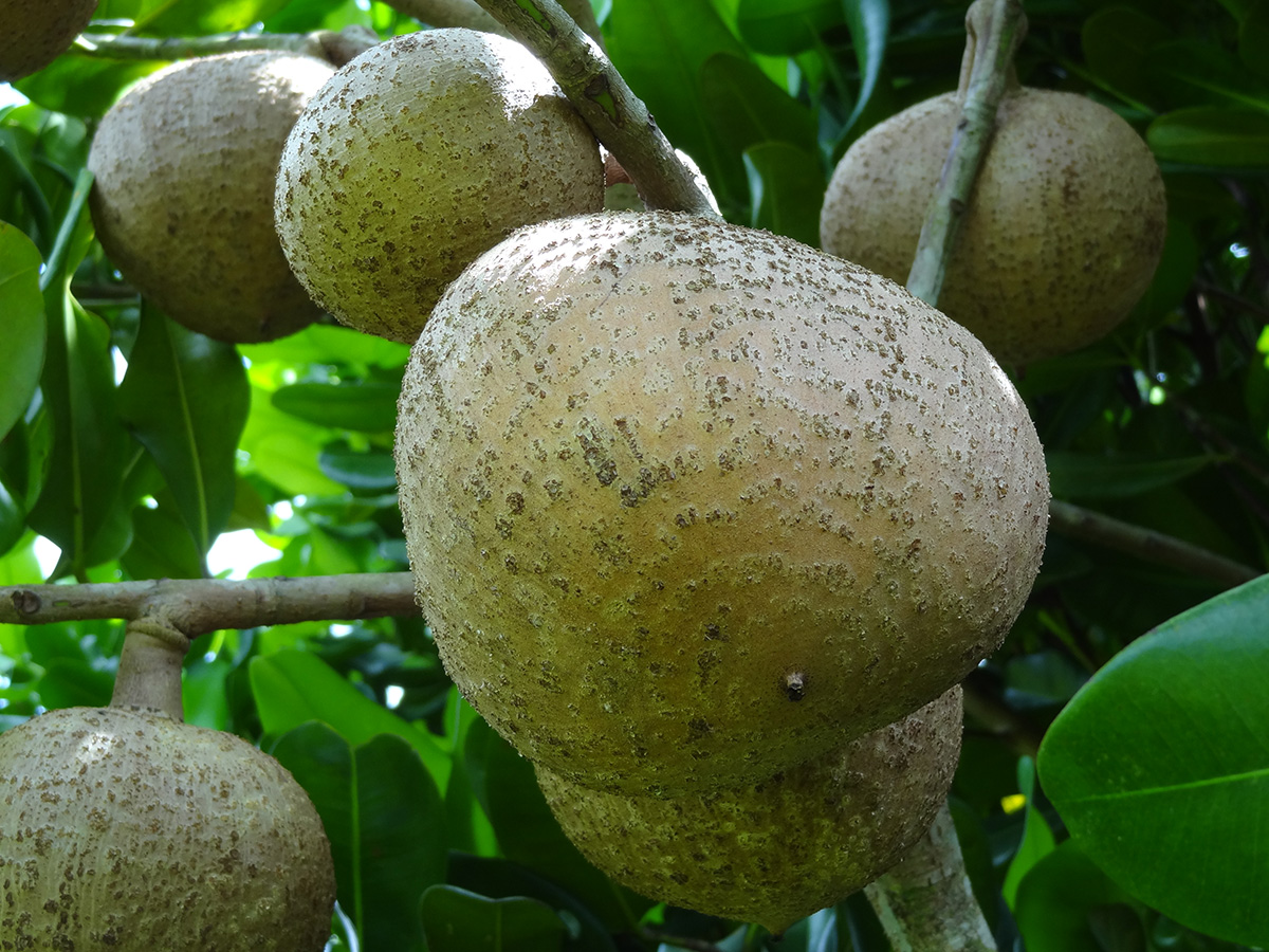 Mammea Africana