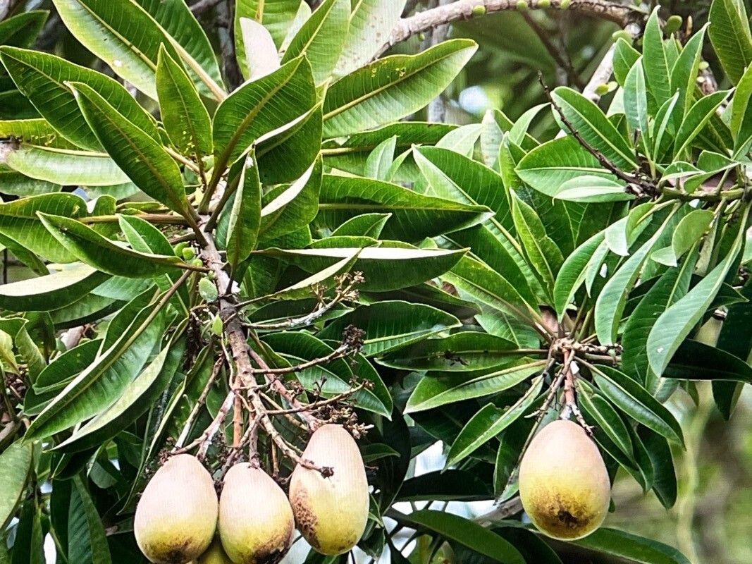 Mangifera caesia