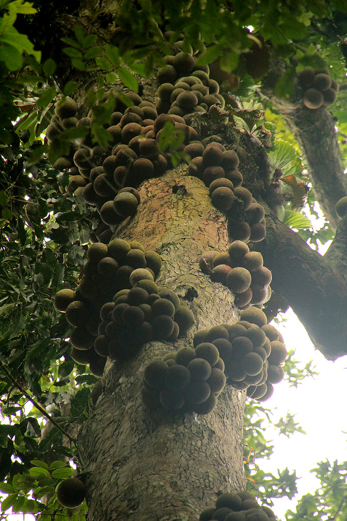 Omphalocarpum elatum (Navel Fruit Tree)