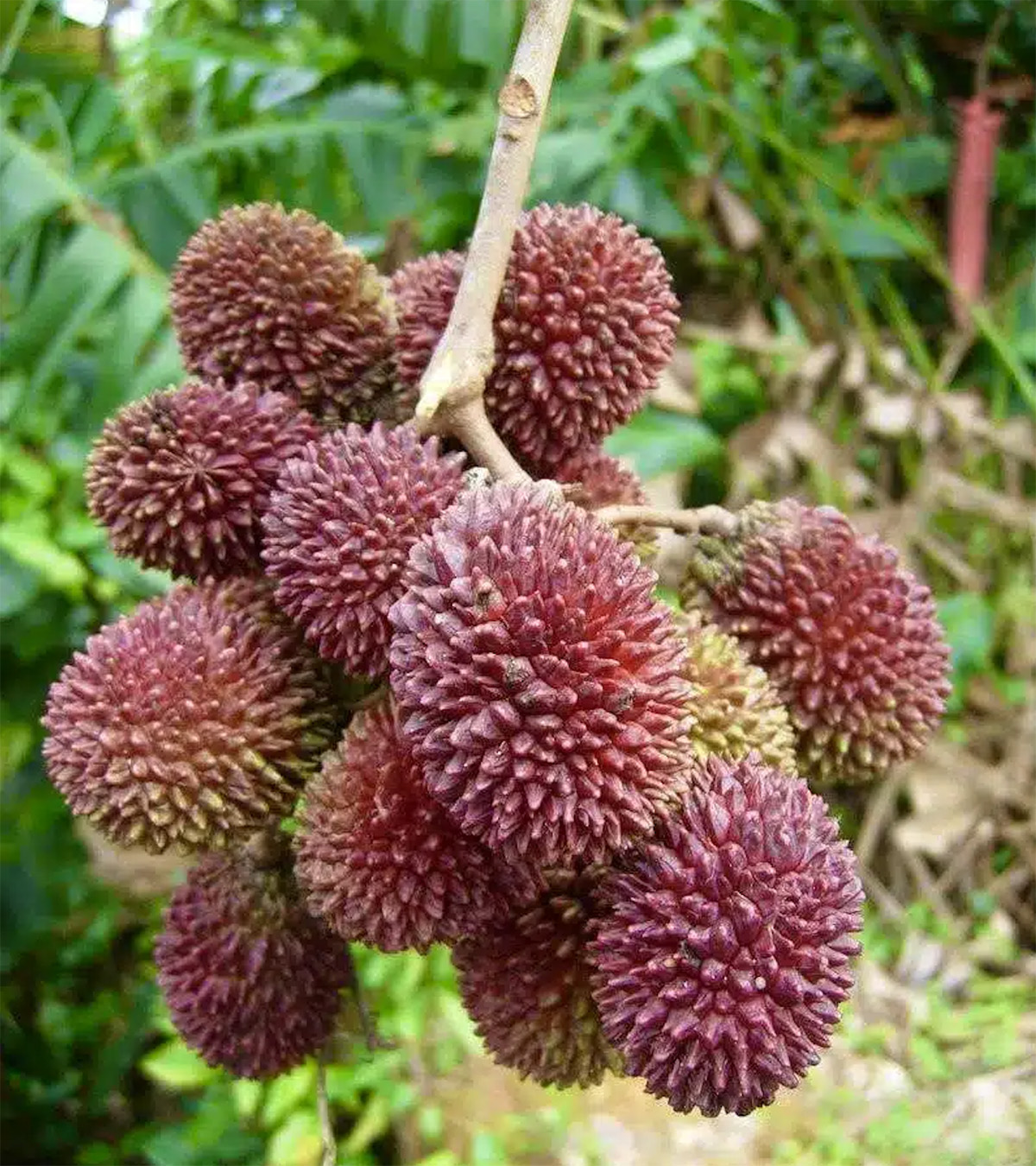 Nephelium lappaceum