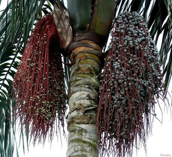 Oenocarpus Bacaba