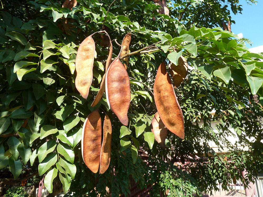 Ordeal Tree