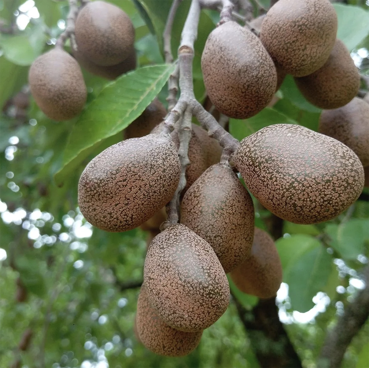 Parinari Curatellifolia