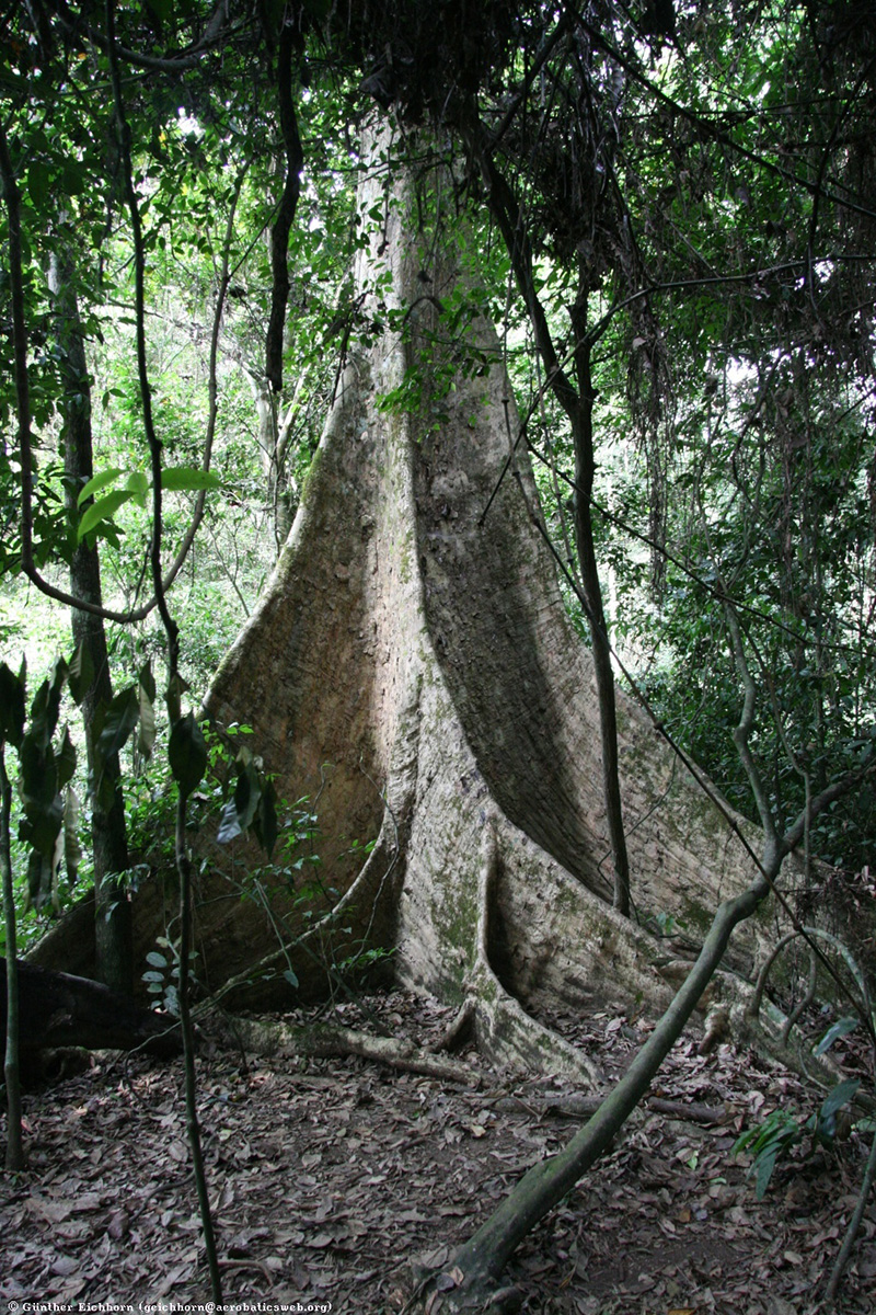 Terminalia superba (Limba)