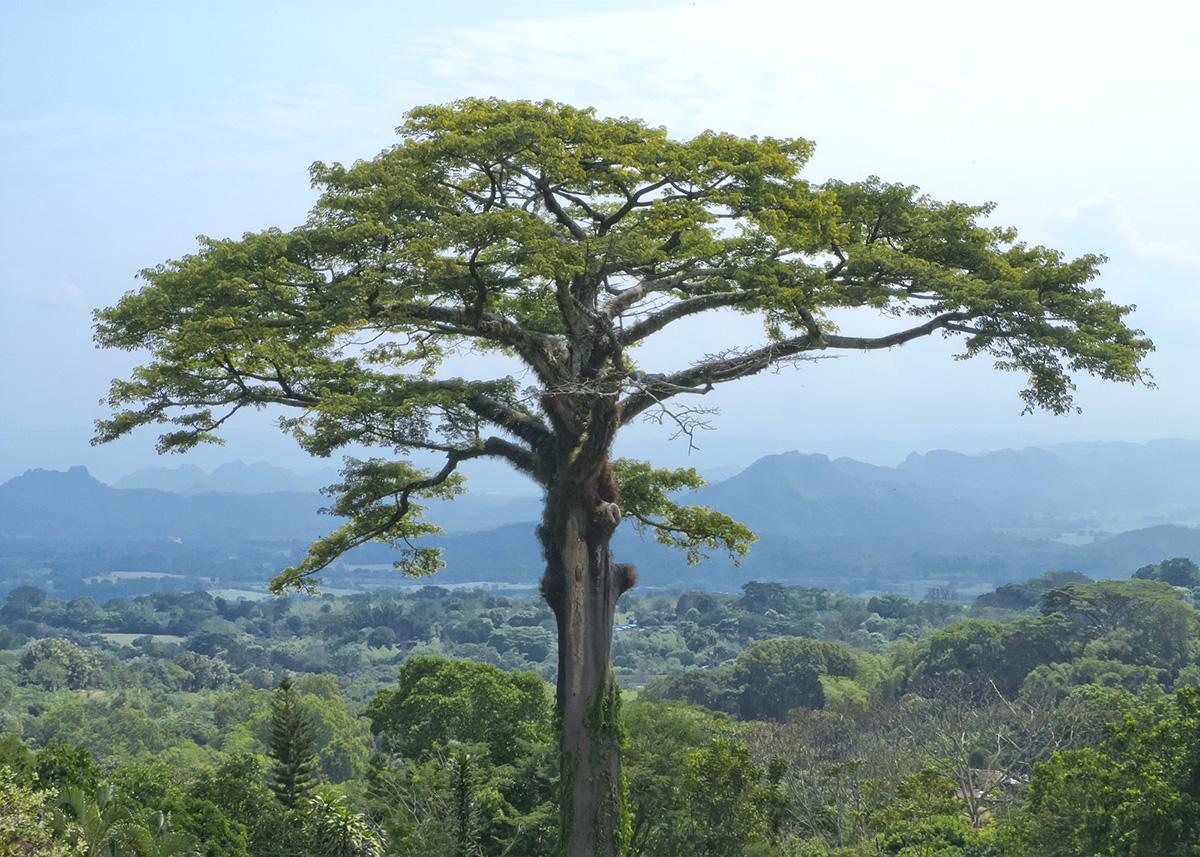 Ceiba pentandra (Kapok Tree)
